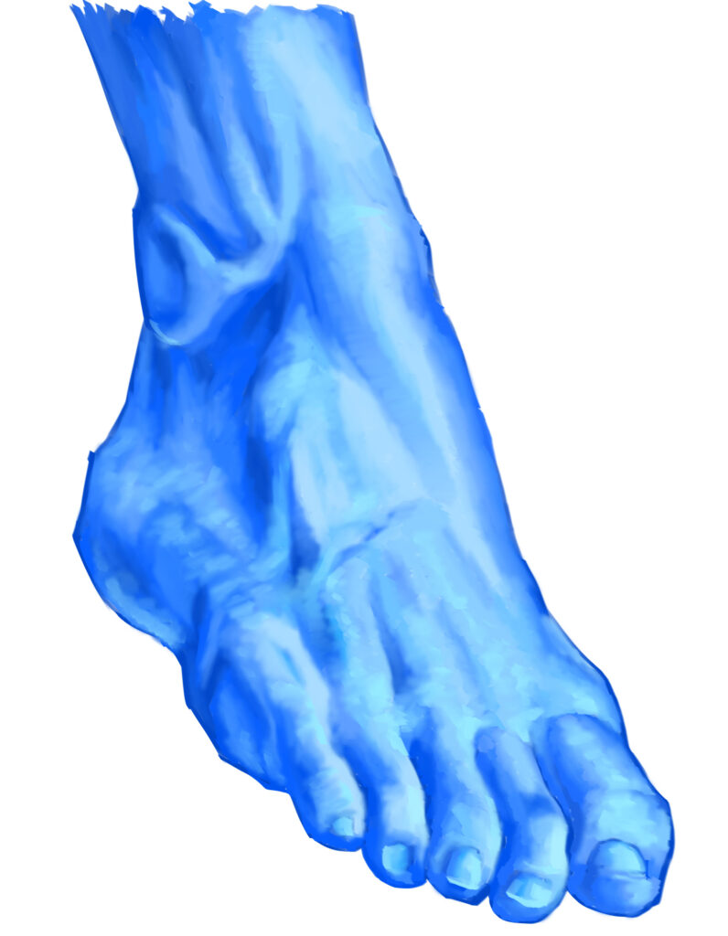 feet anatomy