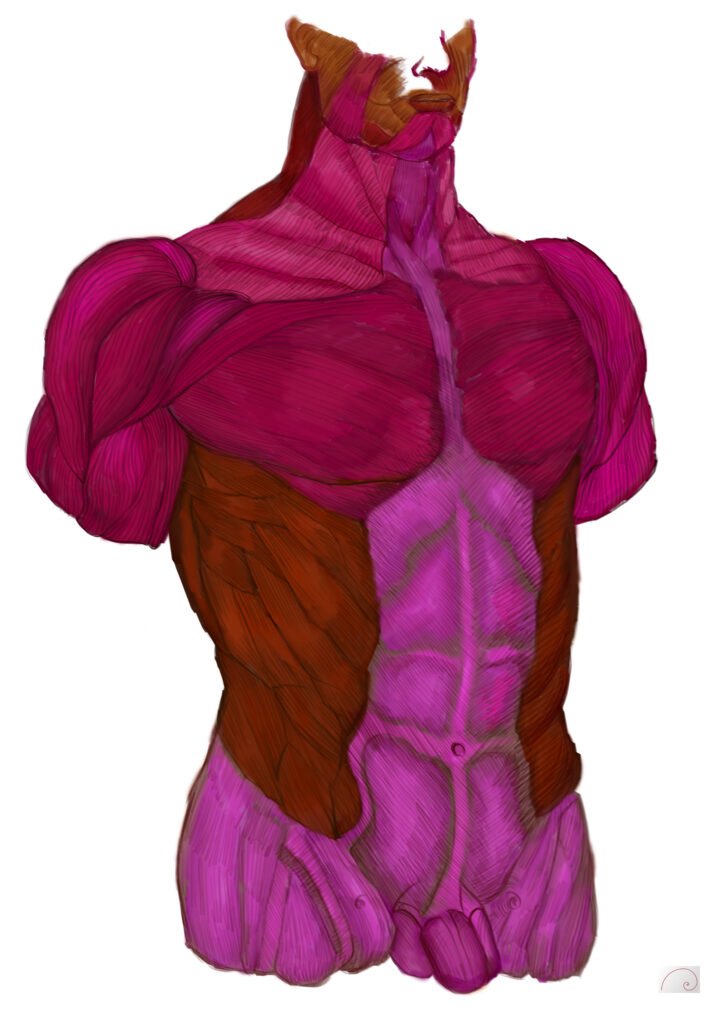 anatomy art
